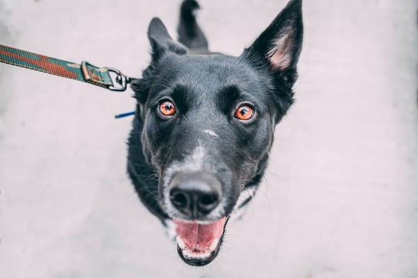 Dogs are pure and perfect beings. Photo by Tucker Good via Unsplash.