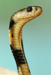 This has no place in martial arts. Except snake-style kung fu, maybe.